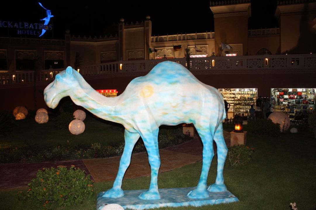 Eins von vielen Dromedaren in der Anlage Pickalbatros Palace Resort
