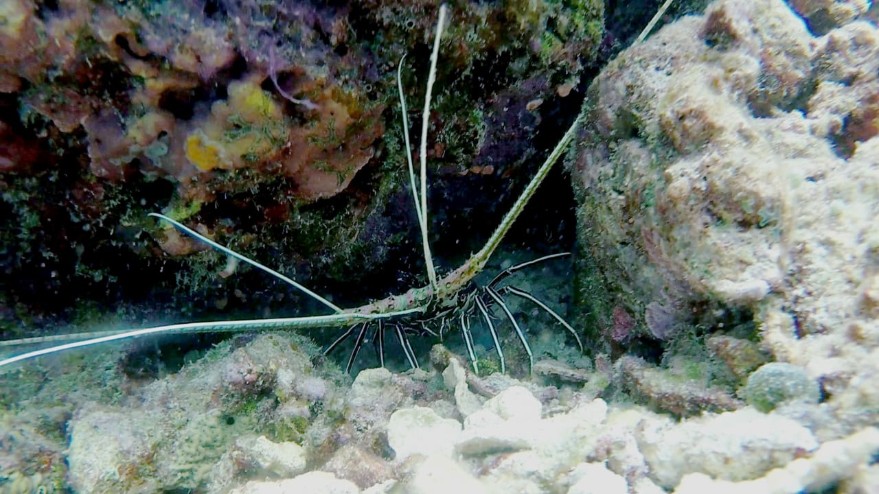 Sport & Freizeit Eri Maldives