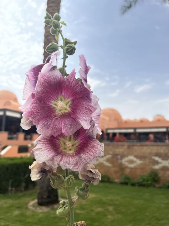 Gartenanlage Jaz Makadi Oasis Resort