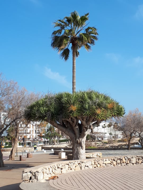 Sonstiges CM Playa del Moro