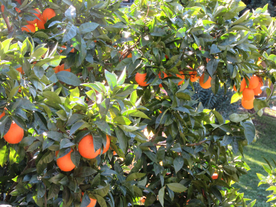 Апельсиновый рай Limak Limra Hotel & Resort