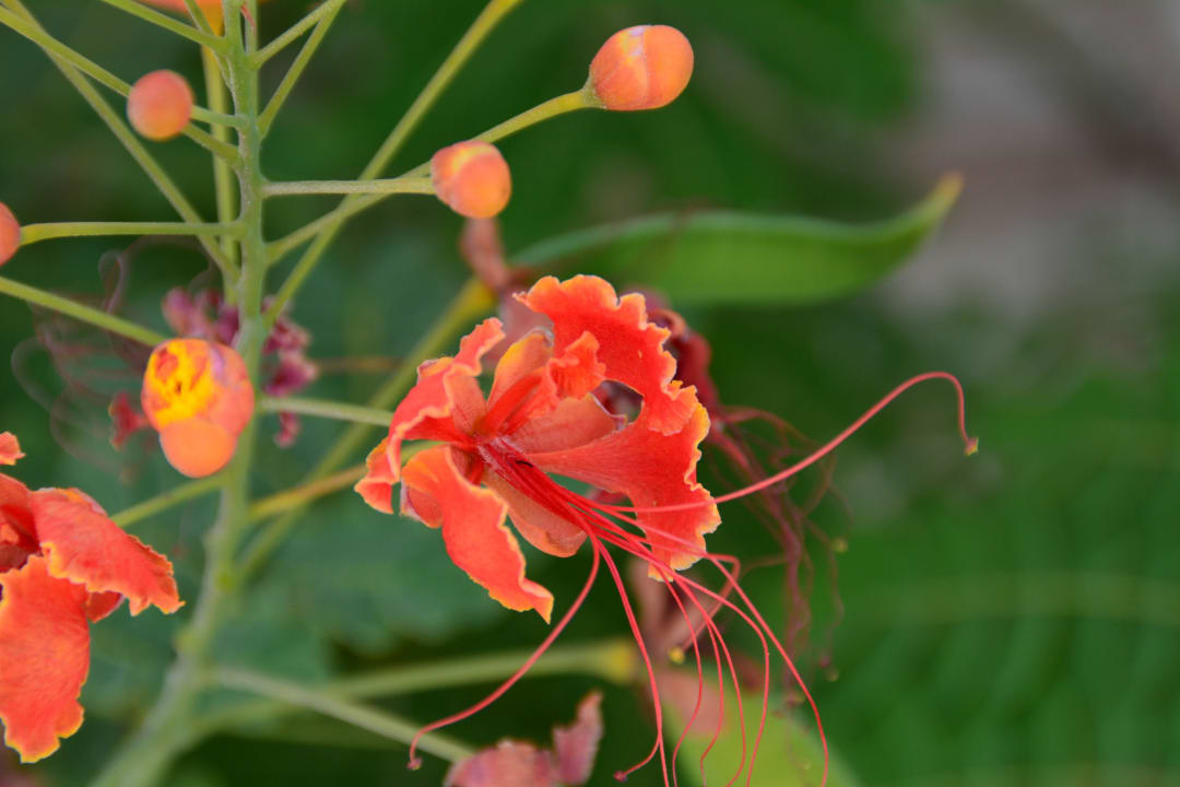 Wunderschöne Blumen DoubleTree by Hilton Resort & Spa Marjan Island