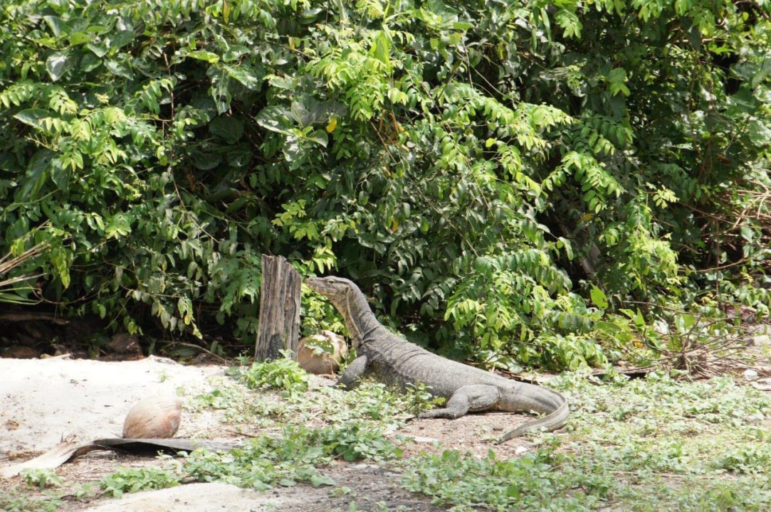 Tiere am Hotel Hotel Bubu Long Beach Resort