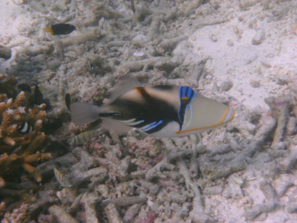 Picasso-Drücker Adaaran Select Hudhuran Fushi - Premium All Inclusive