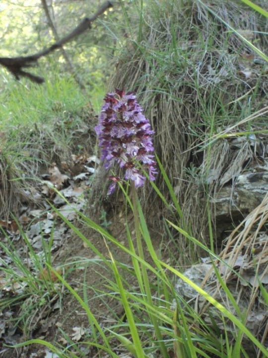 Wilde Orchidee Hotel Tenuta Di Ricavo