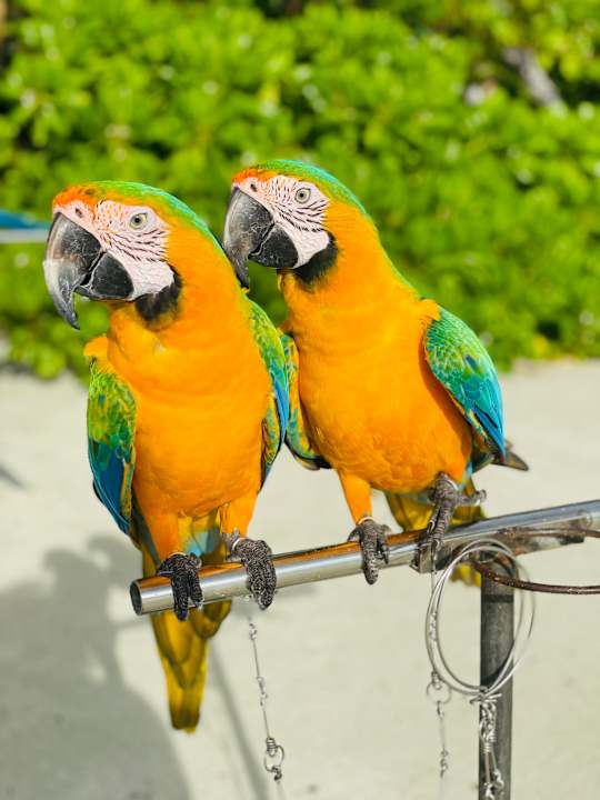 Strand Sun Siyam Olhuveli