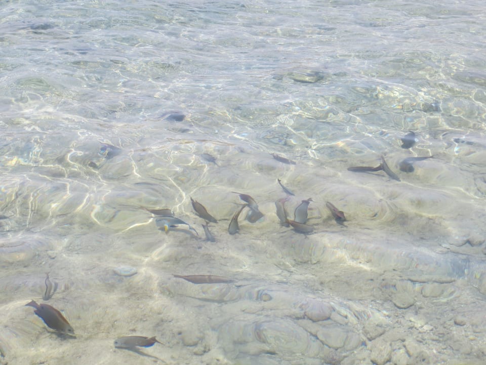 Viele verschiedene Fischarten Ghazala Gardens