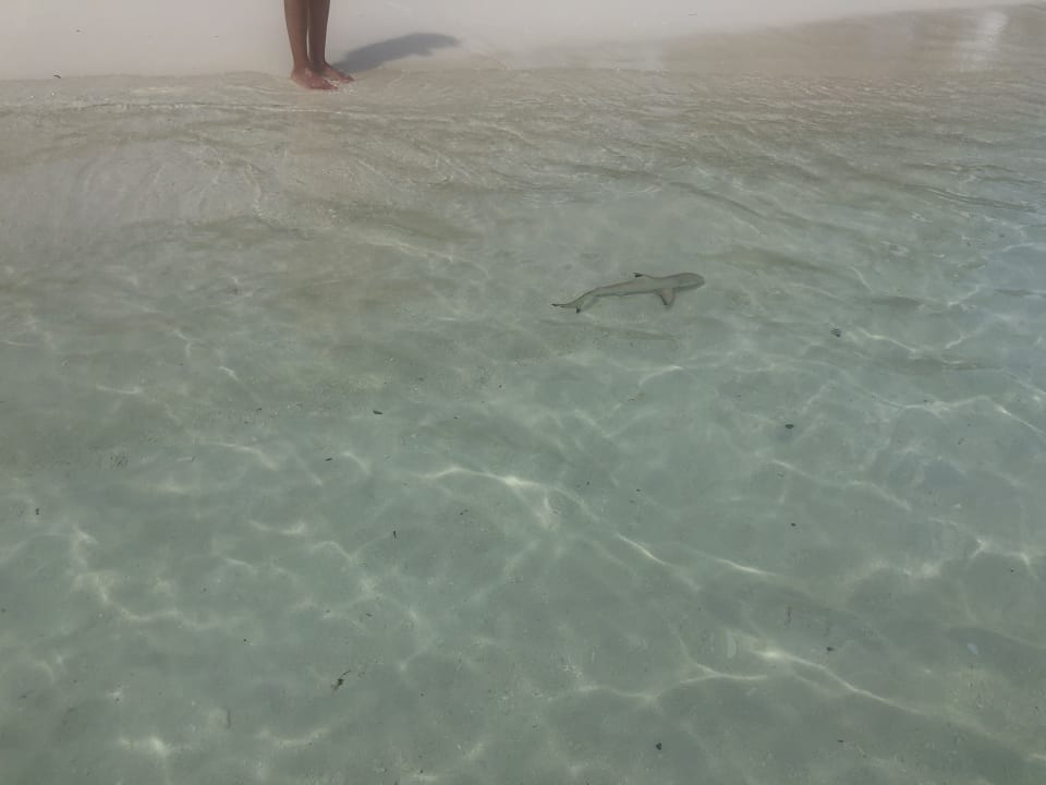 Strand Summer Island Maldives