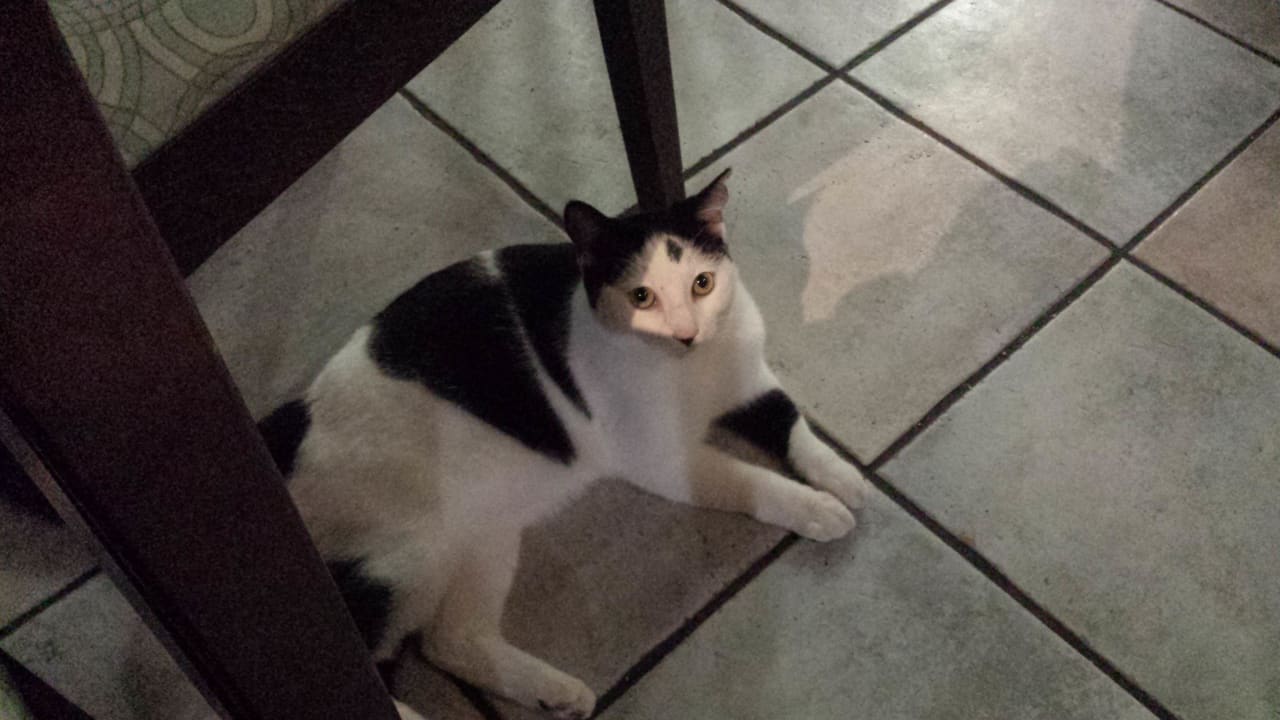 Katzen überall Apartamentos LIVVO Morromar