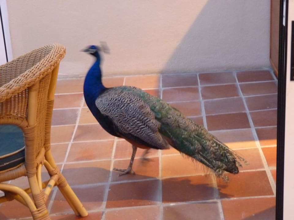 Pfau am Countrygrill Protur Safari Park Aparthotel