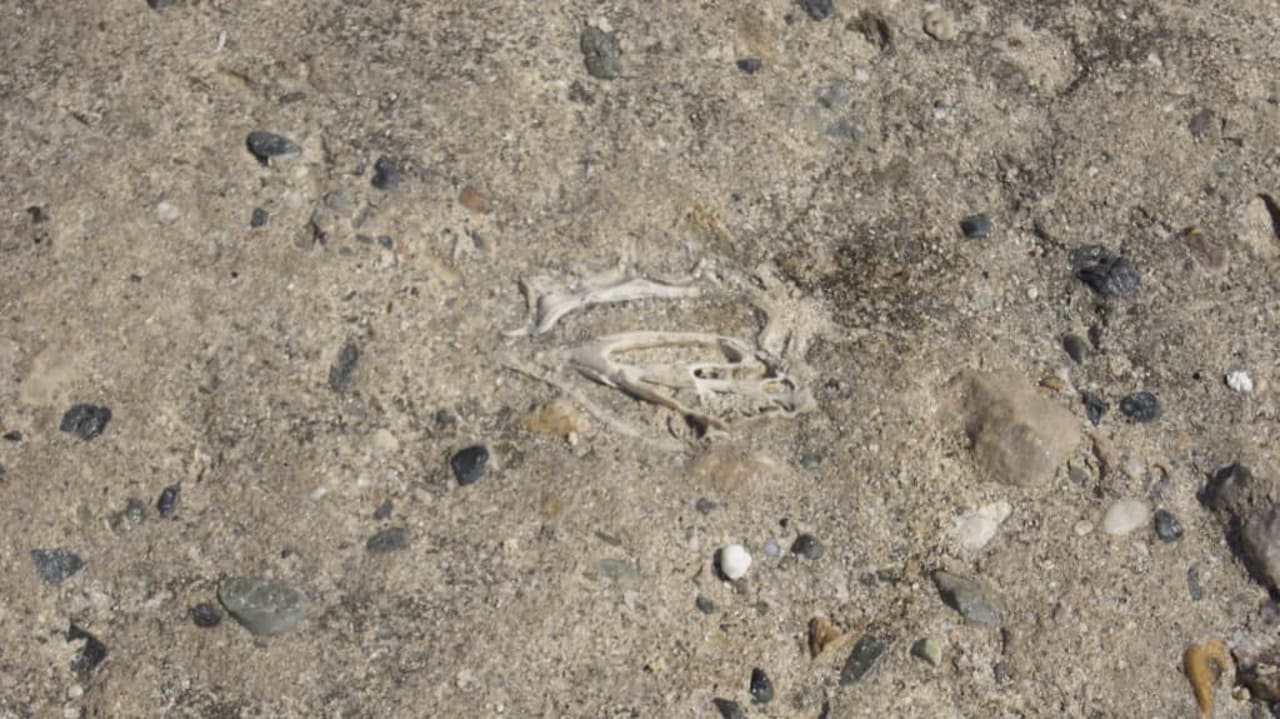 Rafa Coral Hills Resorts & SPA