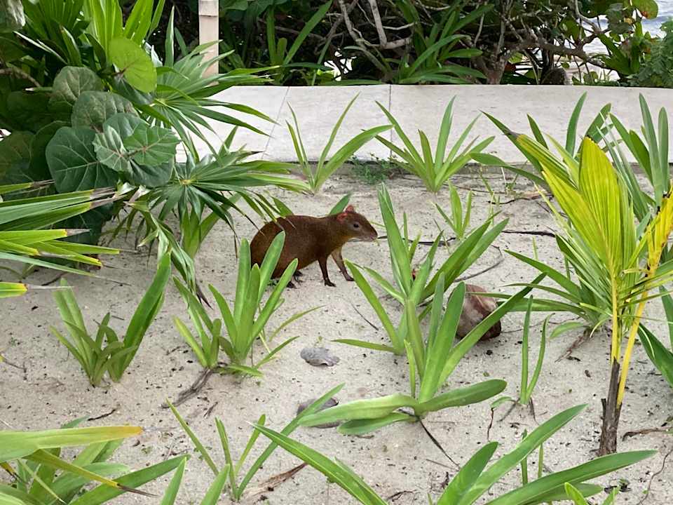 Strand Akumal Bay Beach & Wellness Resort