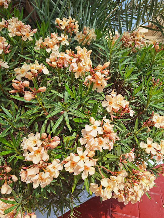 Außenansicht Serenity Alpha Beach