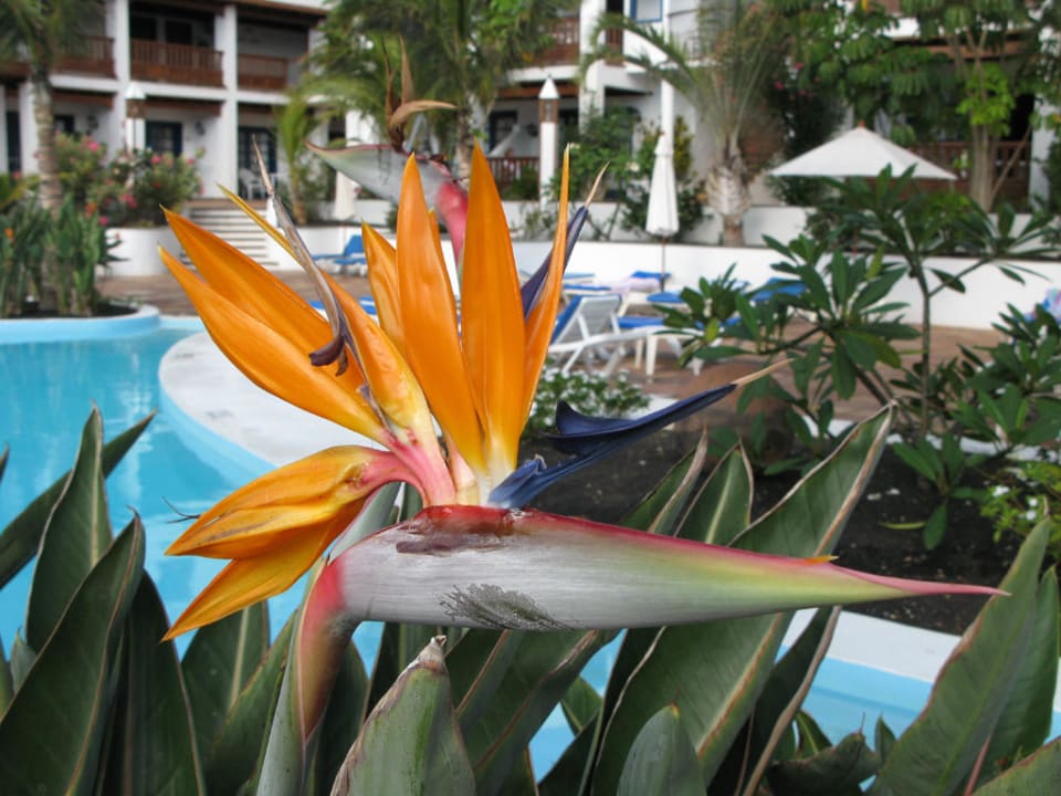 Basen Hotel Mansion Nazaret