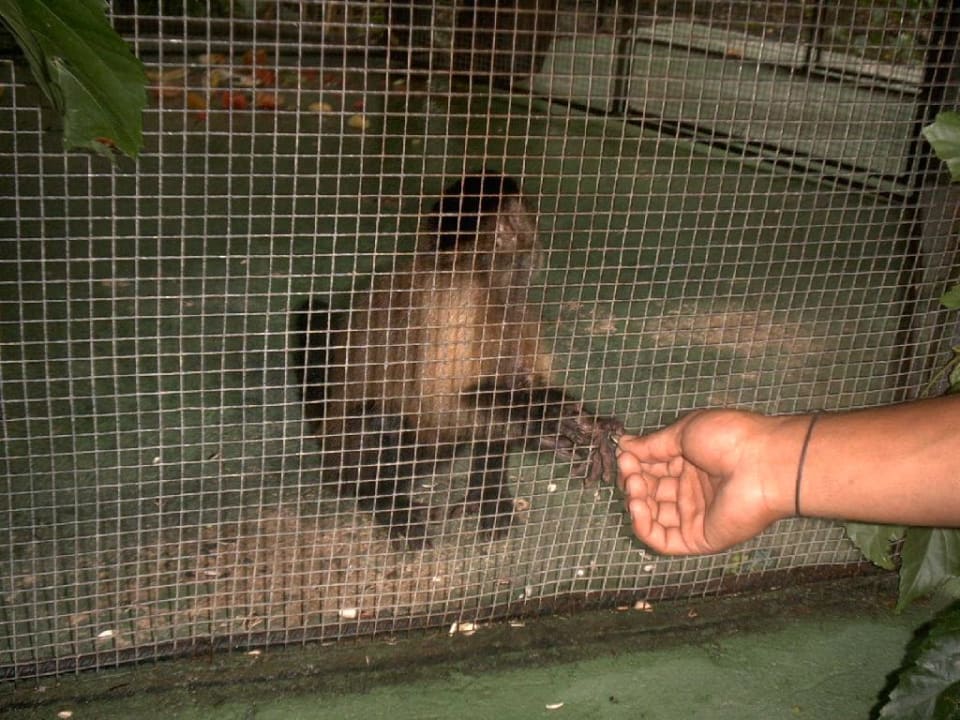 Äffchen Paradisus Punta Cana Resort (Im Umbau/Renovierung)