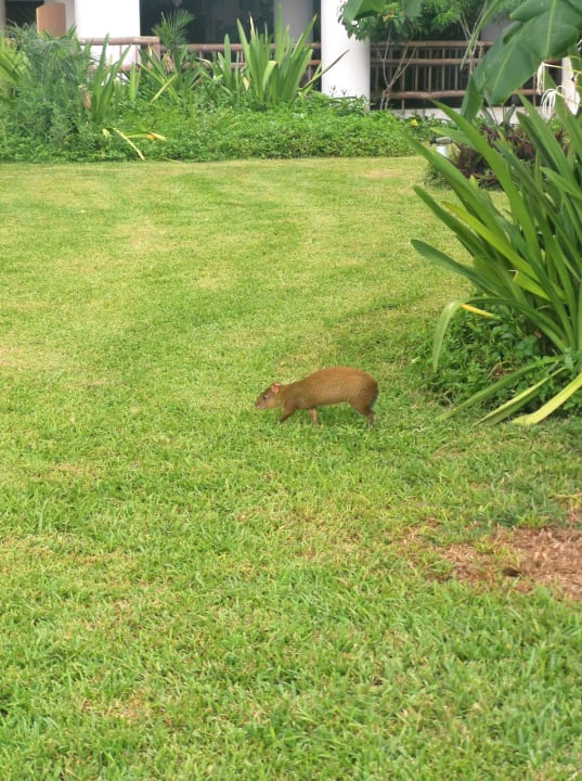 Gartenanlage Bahia Principe Grand Tulum