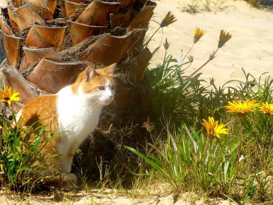Katze am Strand Hotel Paradis Palace