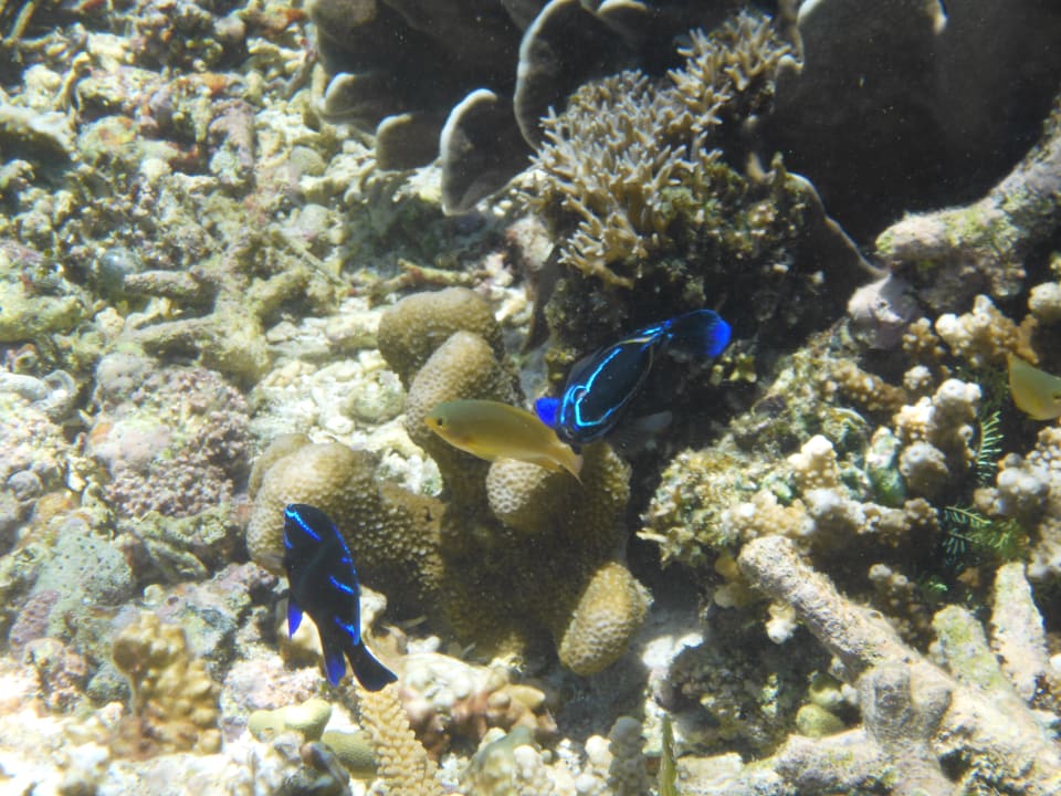 Strand Papua Paradise Eco Resort