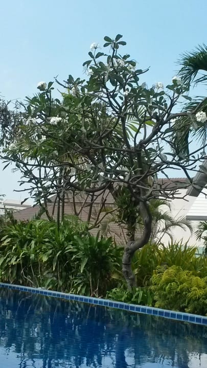 Pool auf der Dachterrasse Hotel Sunshine Vista