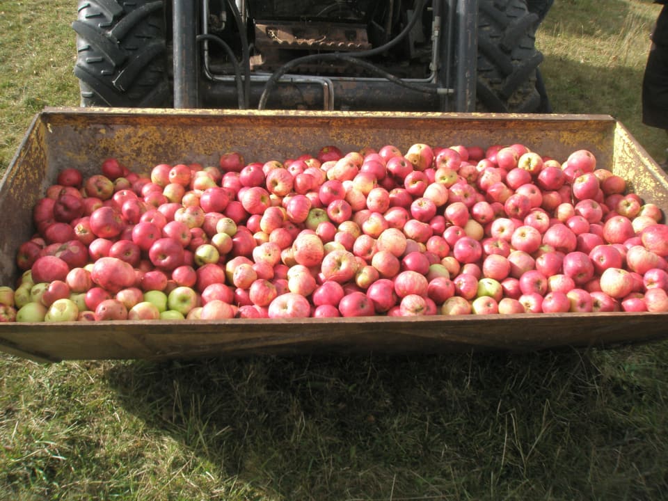 Apfelernte September 2012 Ferienbauernhof Larrieder Mühle