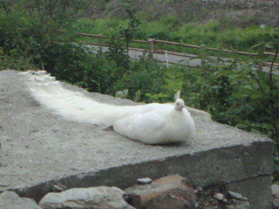 Unser weißer Pfau Winnewieser Hof