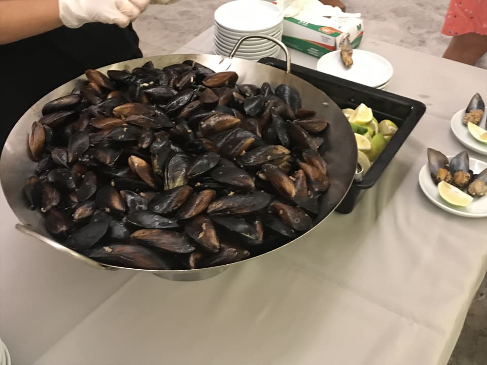 Gastro Seashell Vega