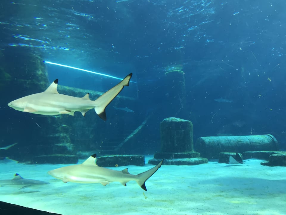 Sport & Freizeit The Land of Legends Kingdom Hotel