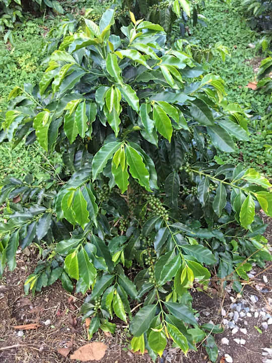Gartenanlage Monasterio San Agustín