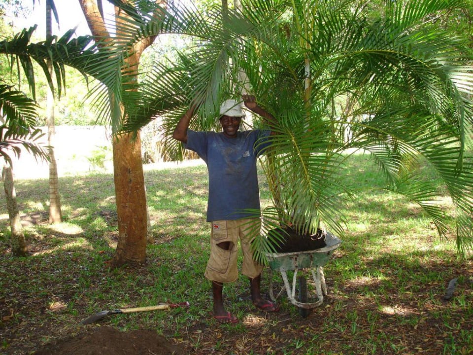 Anlieferung meiner Palme Golden Palm Villa