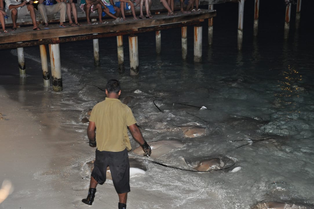 Rochenfütterung Kuramathi Maldives