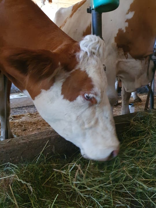 Sport & Freizeit Bauernhof Paußhof