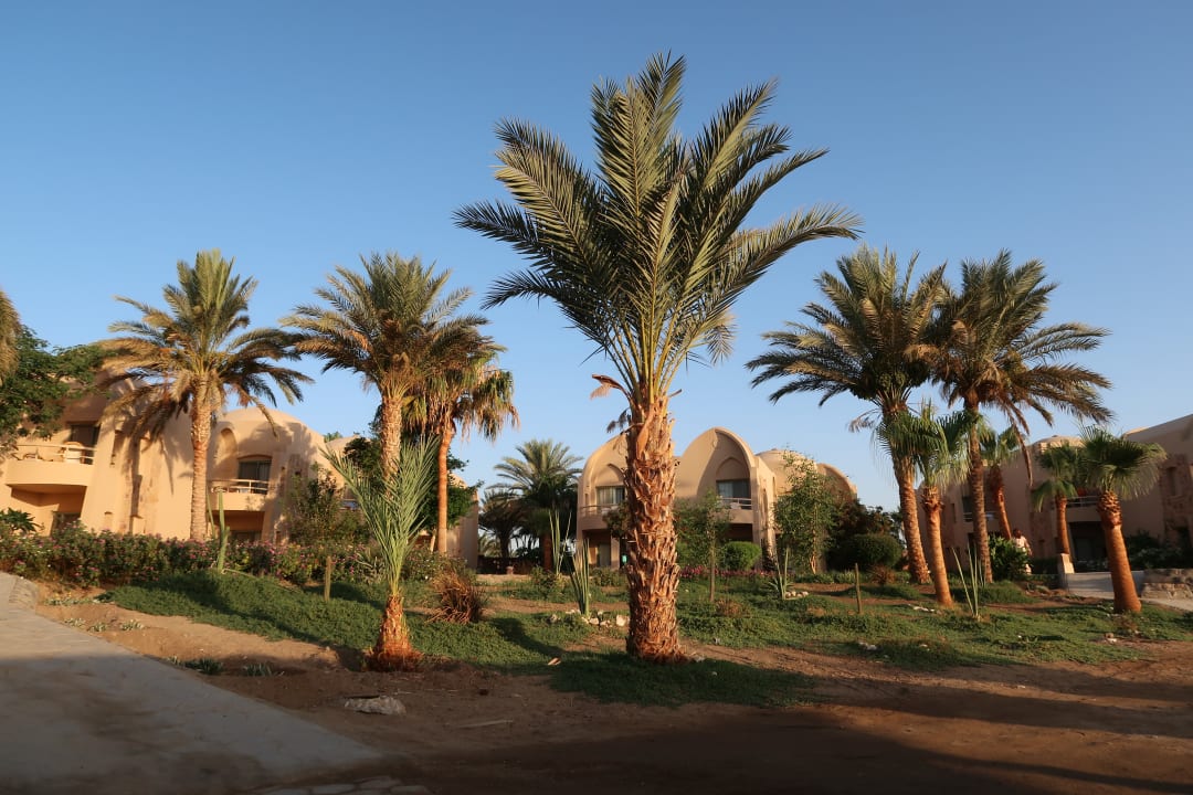 Gartenanlage Shams Alam Beach Resort