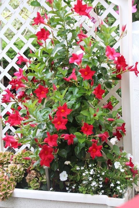 Gästegarten Fam. Nehring Ferienhaus Nehring