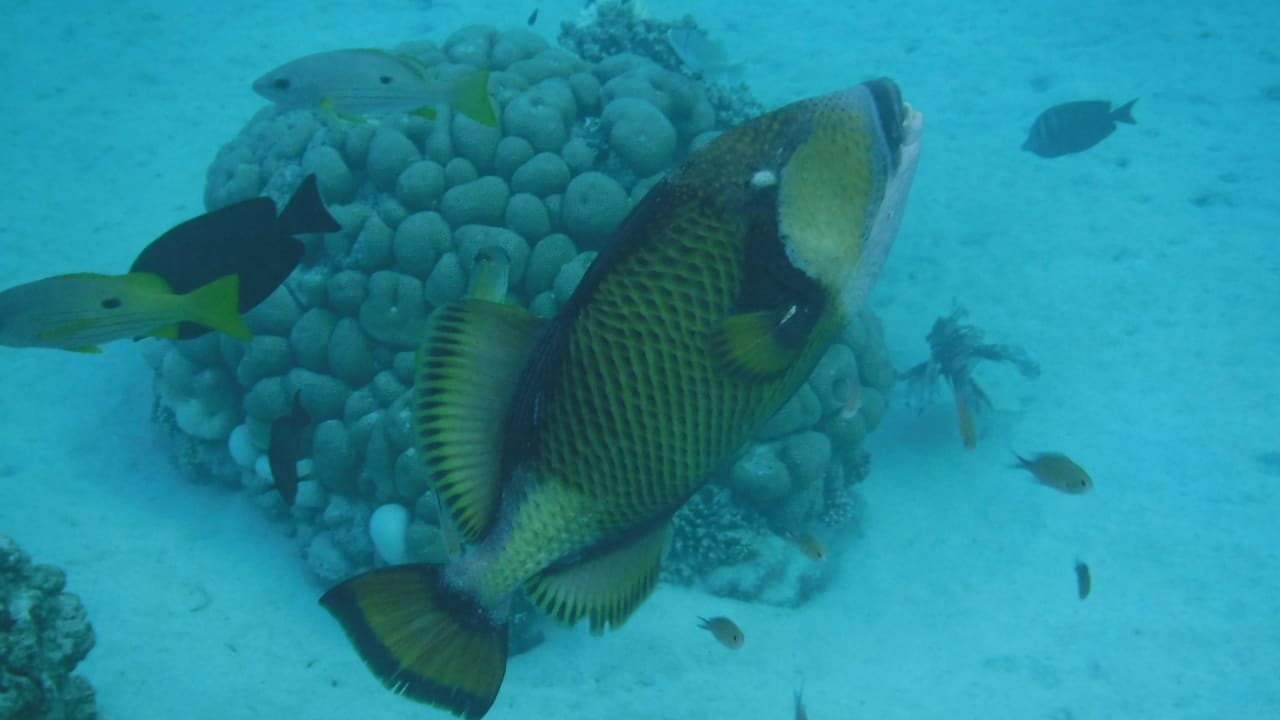 Sonstiges Malikia Resort Abu Dabbab