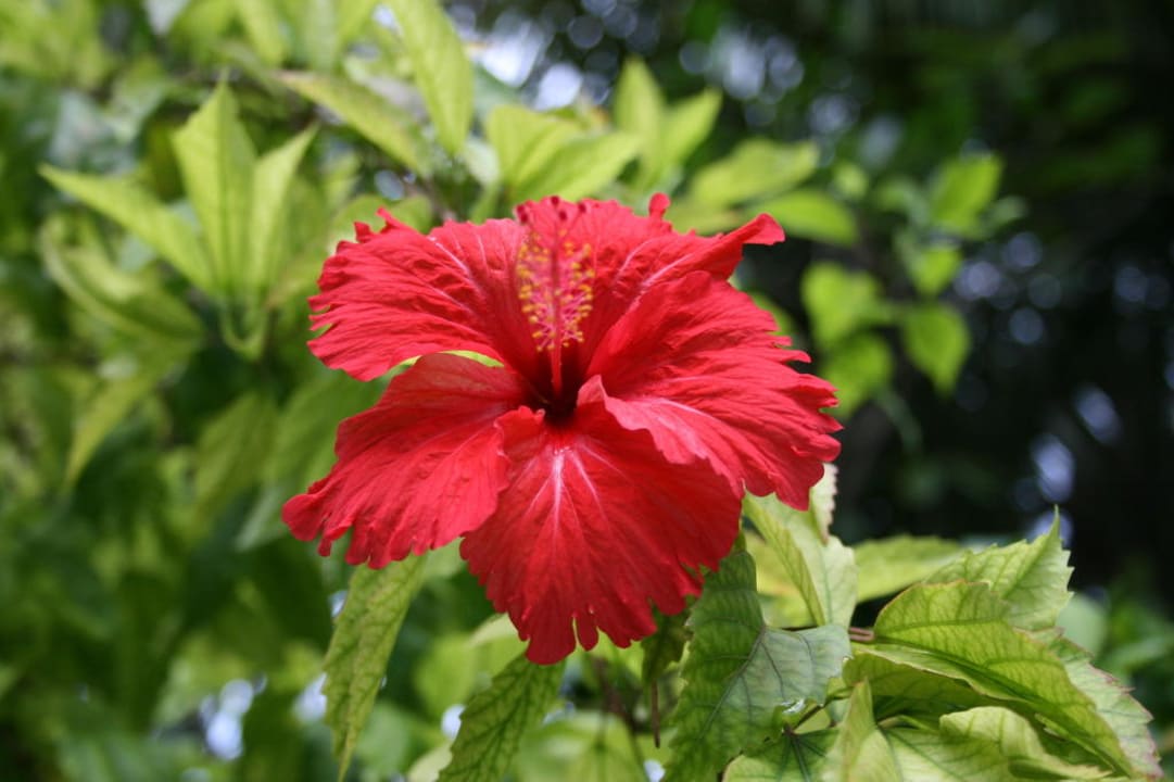 Blumen Kuramathi Maldives