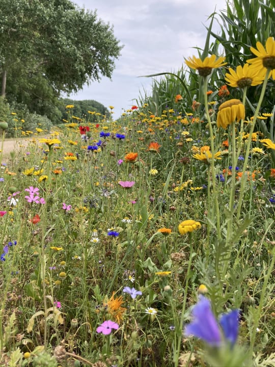 Gartenanlage Ferienbauernhof Liesenberg mit Meerblick