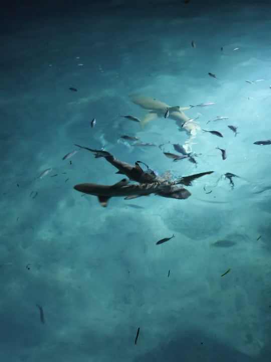 Sonstiges Adaaran Select Hudhuran Fushi - Premium All Inclusive