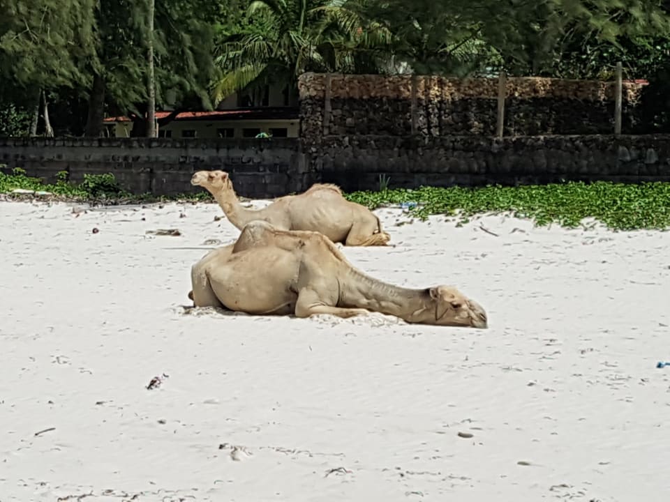 Strand Hotel Traveller's Club