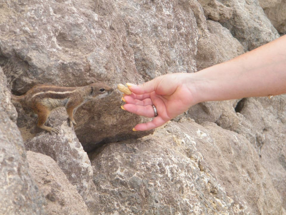 Kleine Hörnchen ganz zahm SBH Costa Calma Beach Resort