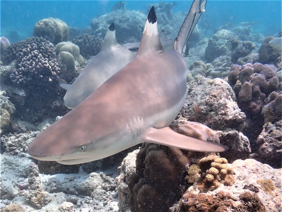 Sport & Freizeit NH Collection Maldives Reethi Resort