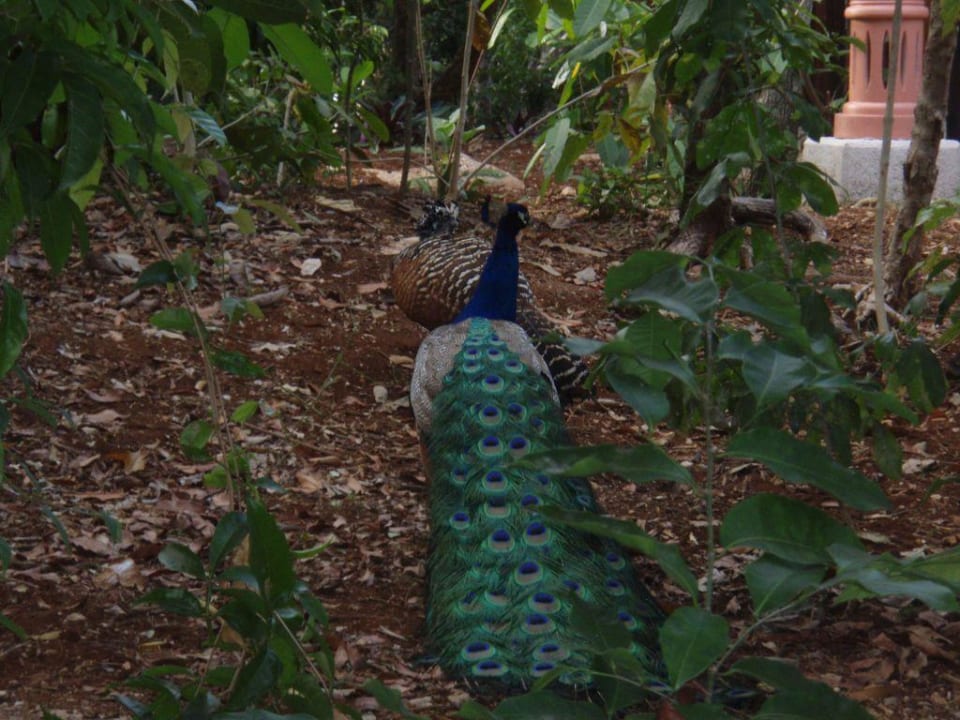 Tierische Hotelbewohner. Iberostar Waves Tucan