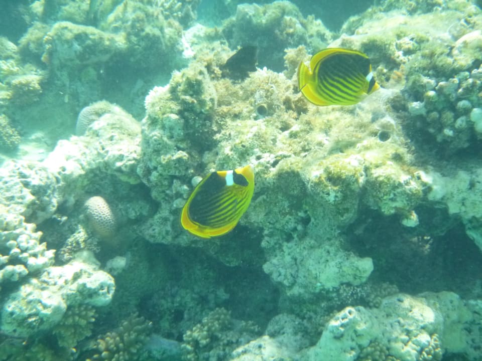 Strand Makadi Palace