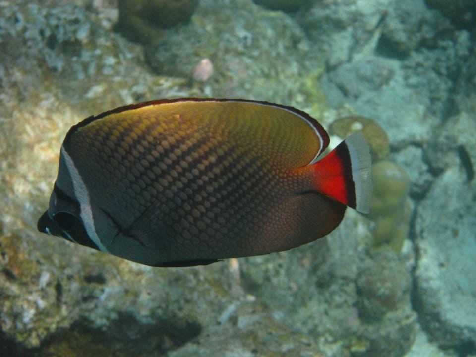 Unterwasserwelt am Hausriff NH Collection Maldives Reethi Resort