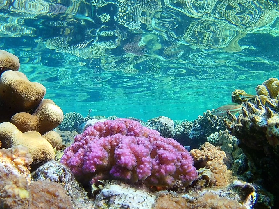 Strand Tropitel Sahl Hasheesh