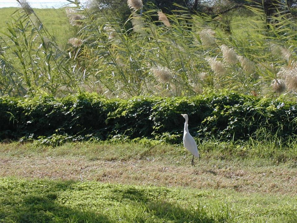 Vogel am Joggingpfad Jolie Ville Kings Island Luxor