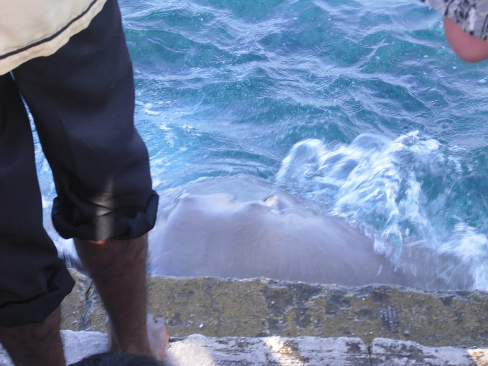 Rochenfütterung Summer Island Maldives