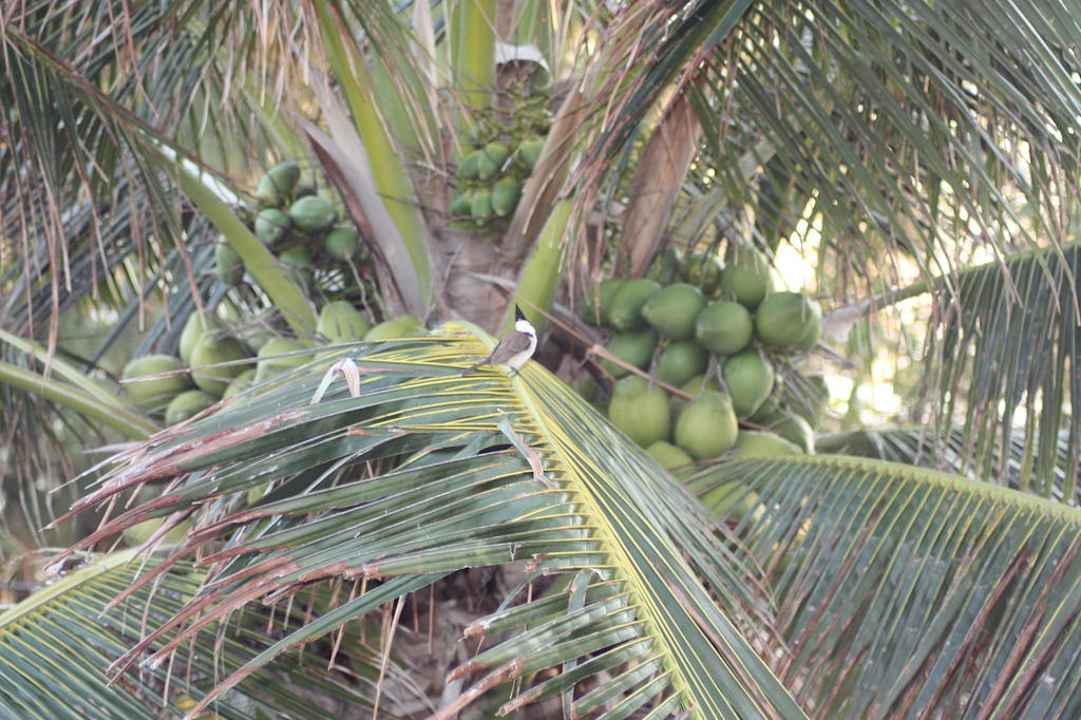 Vogel im Baum Le Peninsula Bay Beach Resort & Spa