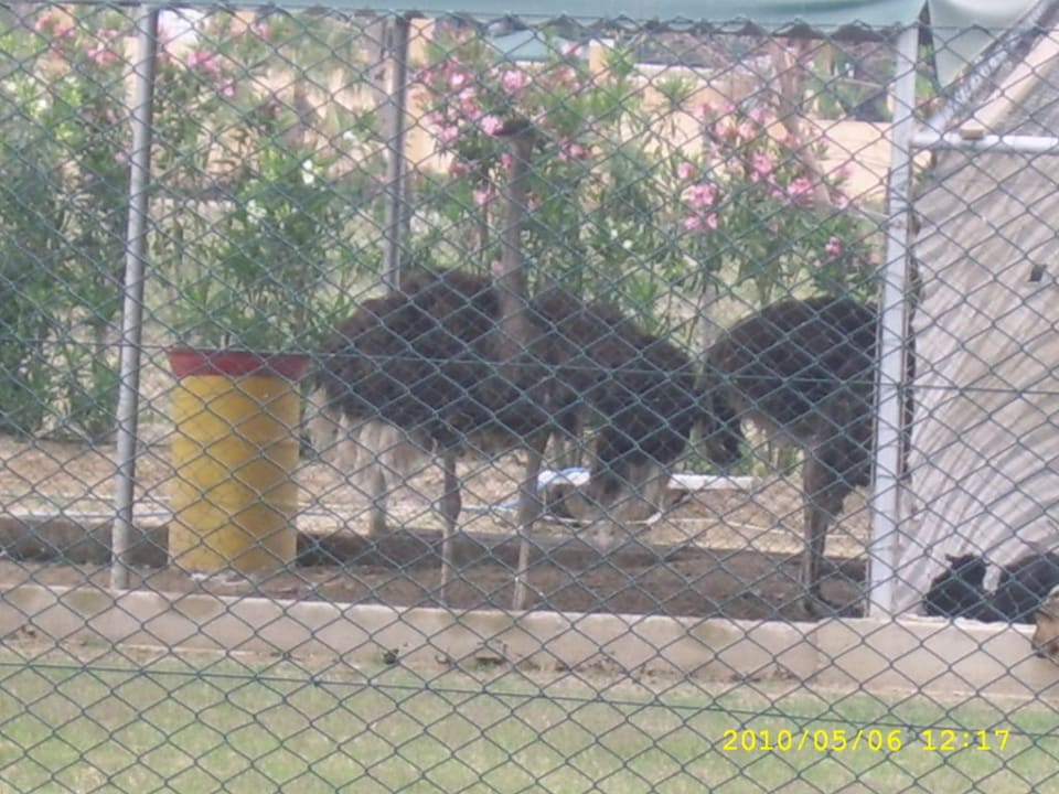 Tierpark Belek Beach Resort Hotel