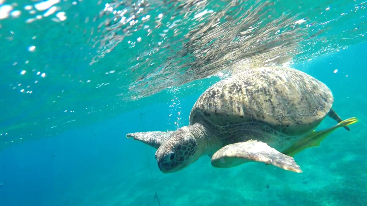 Sport & Freizeit Malikia Resort Abu Dabbab