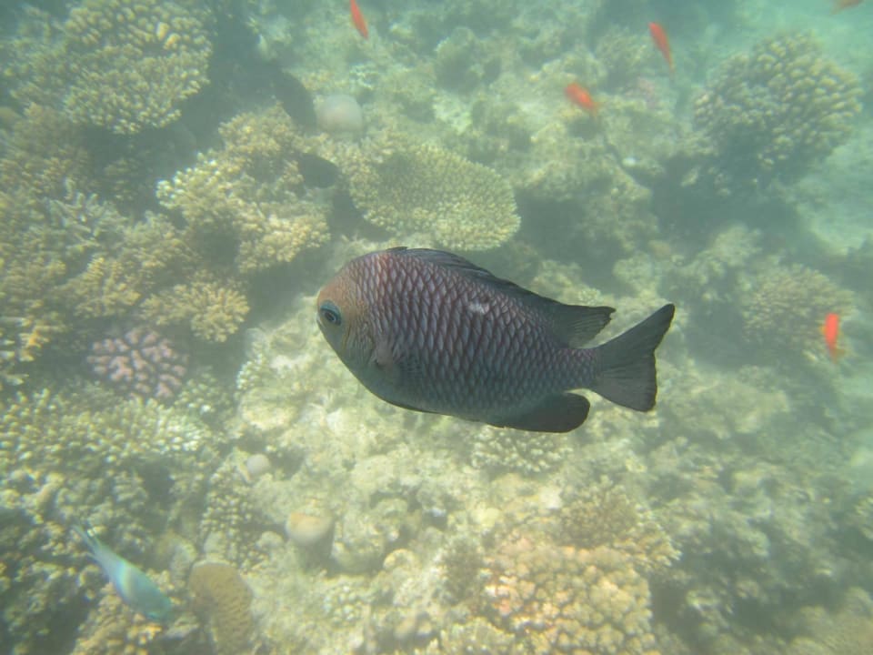 Fisch im Hausriff Arabia Azur Resort